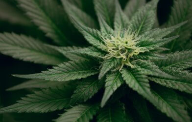 Marijuana / cannabis