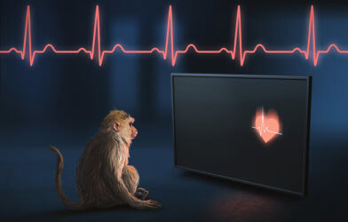 Rhesus macaques