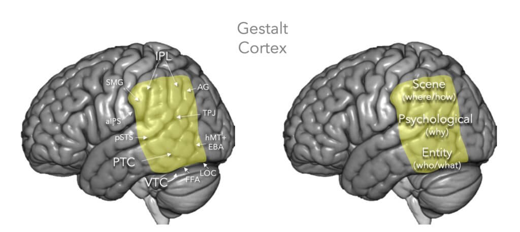 Gestalt cortex