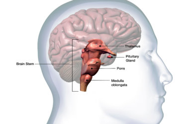 Profile of Head with Brain Stem Anatomy Labeled