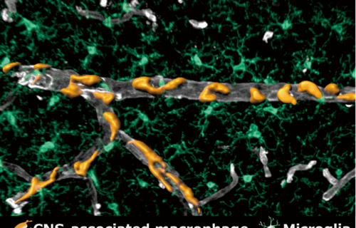 Image of central-nervous-system-associated macrophages in the brain