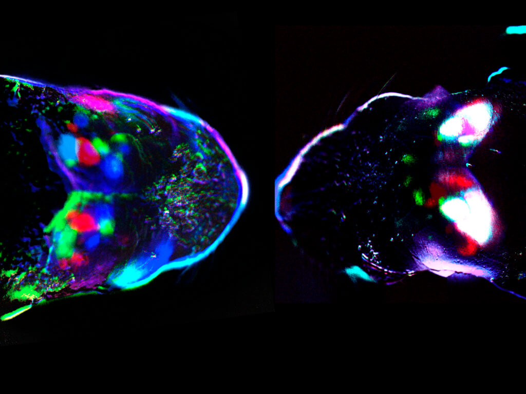 Cortical spontaneous activity at birth in a control mouse (left) and a mouse where retinal waves were blocked by carbenoxolone injection into the eye (right).