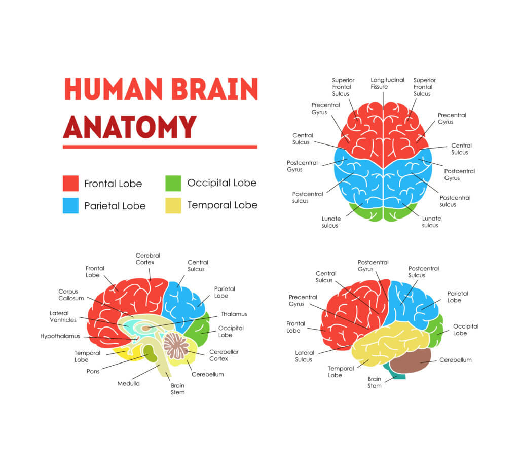 Human brain anatomy chart