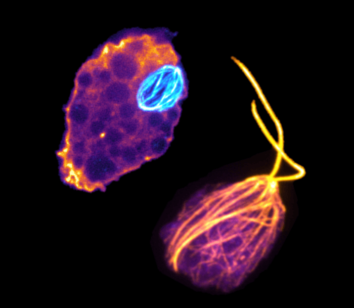 Naegleria gruberi cells